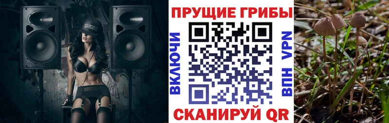 цена   Безенчук  Псилоцибиновые грибы Cubensis 